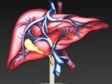 Liver / Leber-3