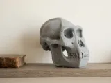 gorilla skull-3