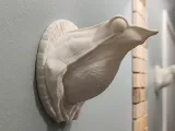 DARWIN WALL FROG-2