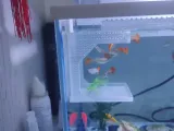 Aquarium Fish Feeder-1