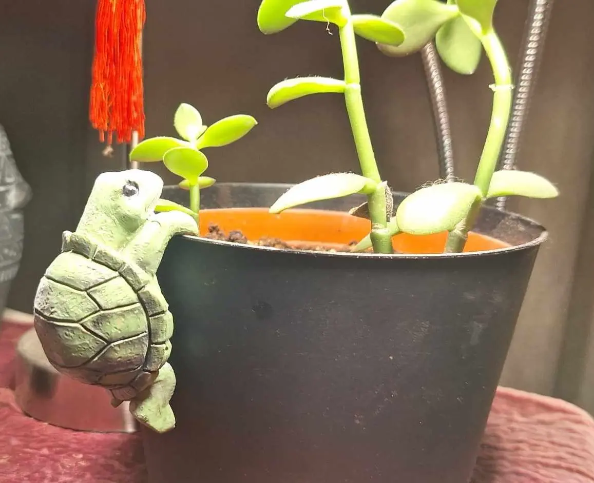flower pot hangers turtle