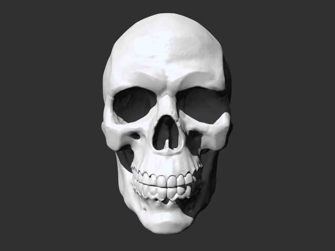 Skull - Anatomy 3D print model