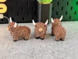 Highland Cow-1