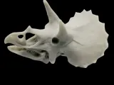 Череп трицератопса-0