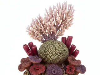 Organic Reef Coral Cluster  Combined