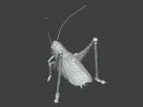 Insect Cricket Assembly Model-3