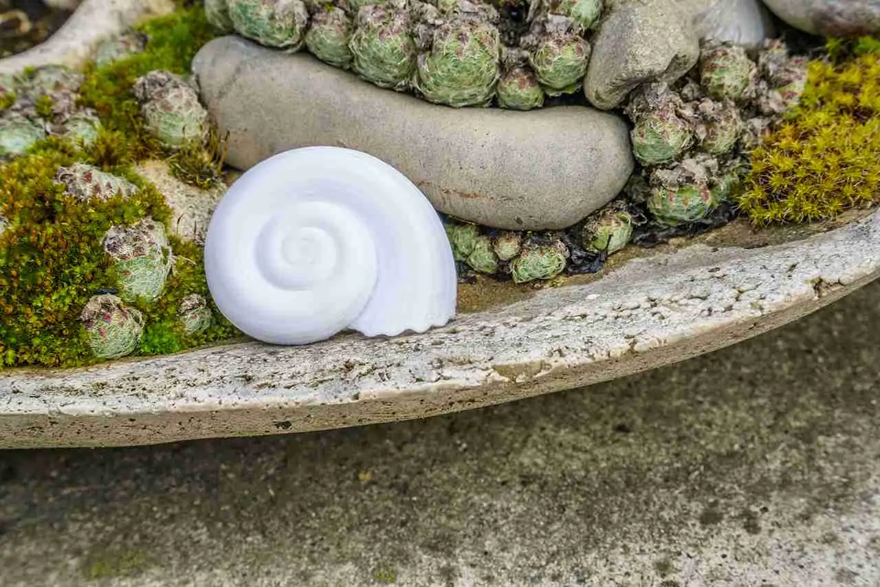 Concha de caracol objeto de decoración