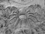 spiders-0