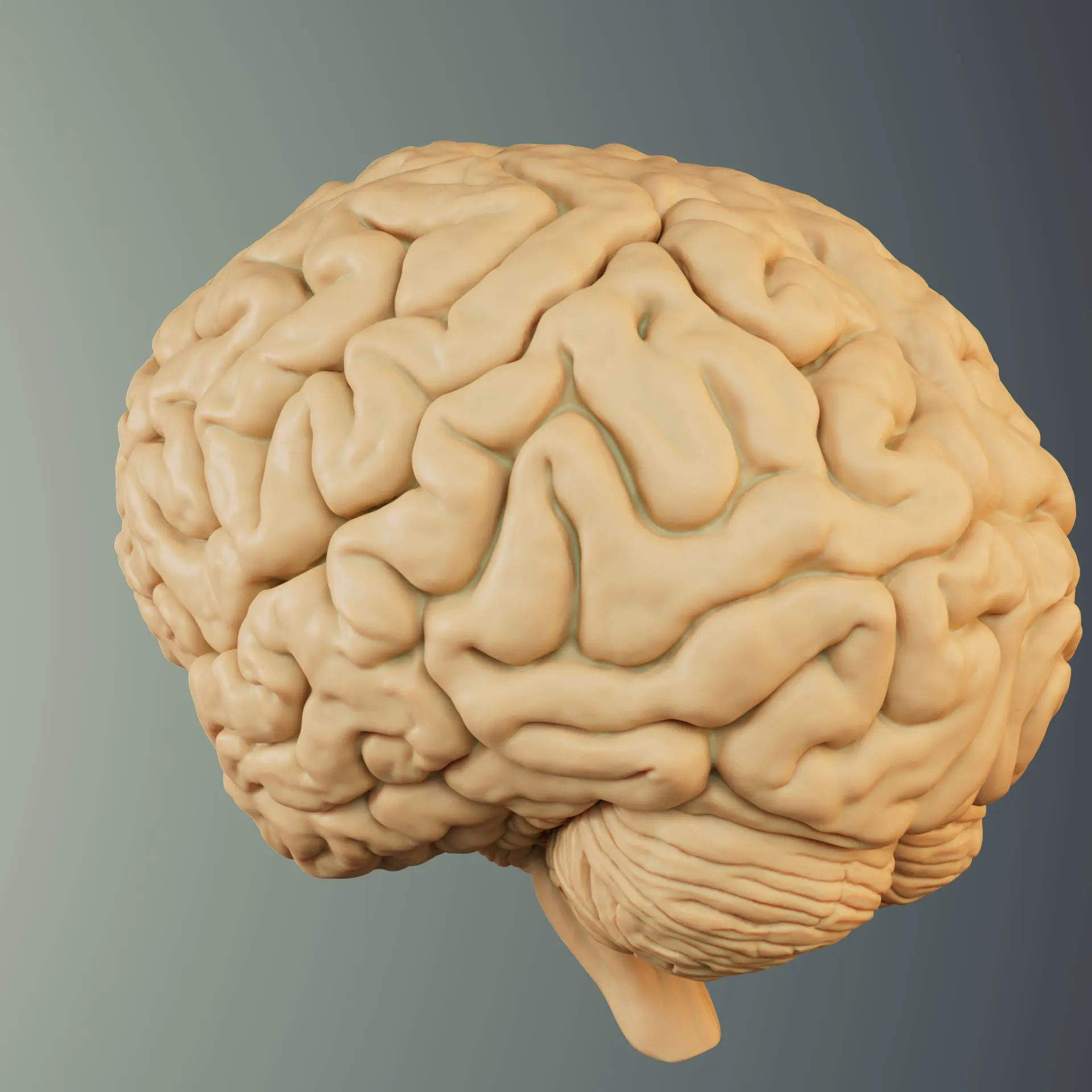 BRAIN ANATOMY STL FOR EDUCATION
