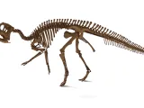 Hypacrosaurus_Skeleton – Realistic Detailed Hadrosaur Dinosa-3