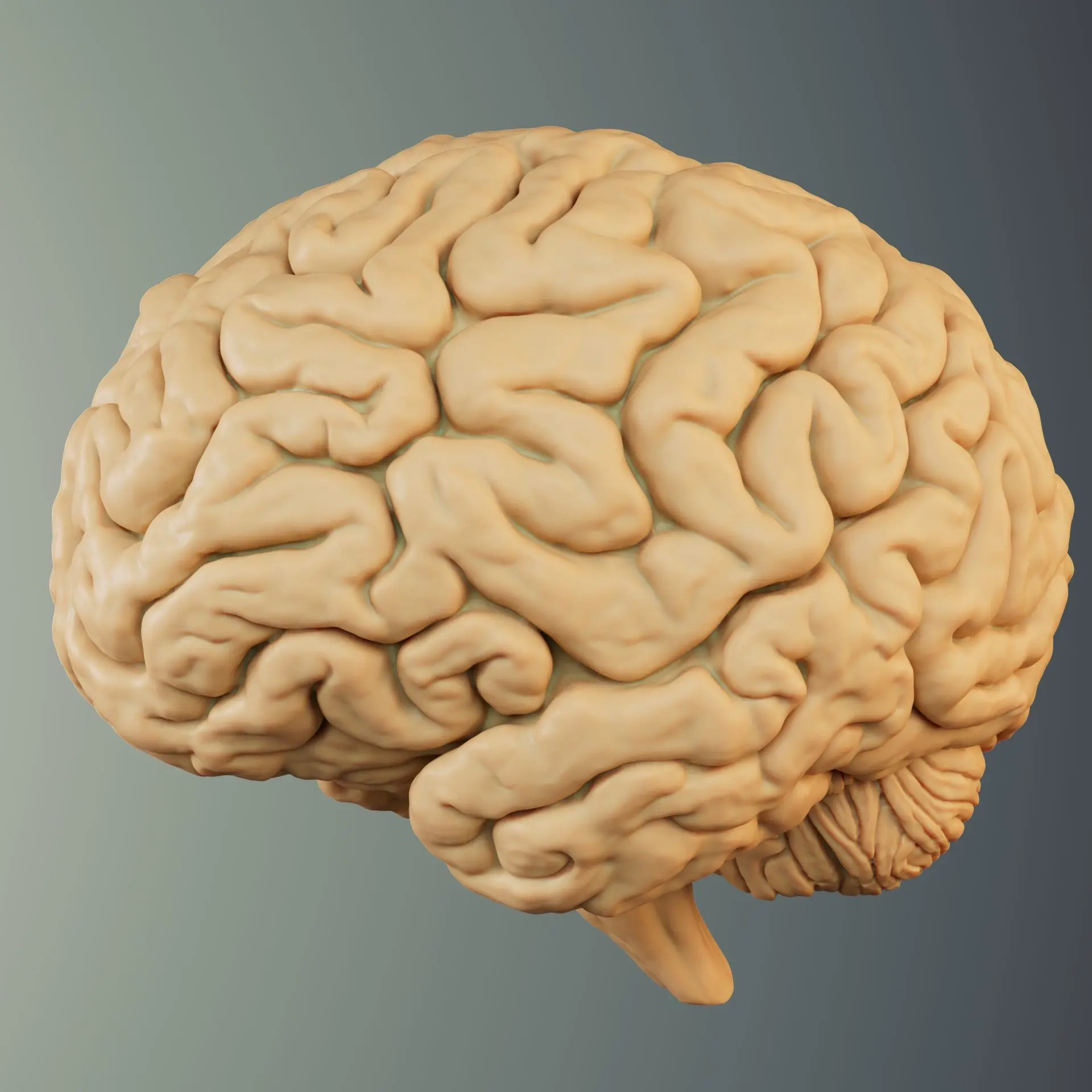 BRAIN ANATOMY STL FOR EDUCATION