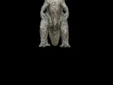 Godzilla Körperteile ansehen-0