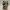 Shadowpaw Raccoon Rogue – Saw3D