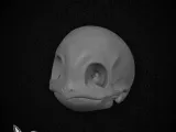 Squirtle Realistic Skull - Bone Series-1