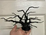 Bonsai Leafless Scary Dead Tree with Wiggly Branches-1