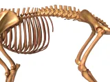Dog Skeleton – Realistic Anatomical Animal 3D Model-8