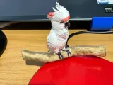Cockatoo-2