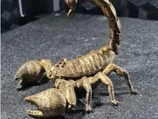 scorpion detailed model