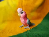 Galah-2