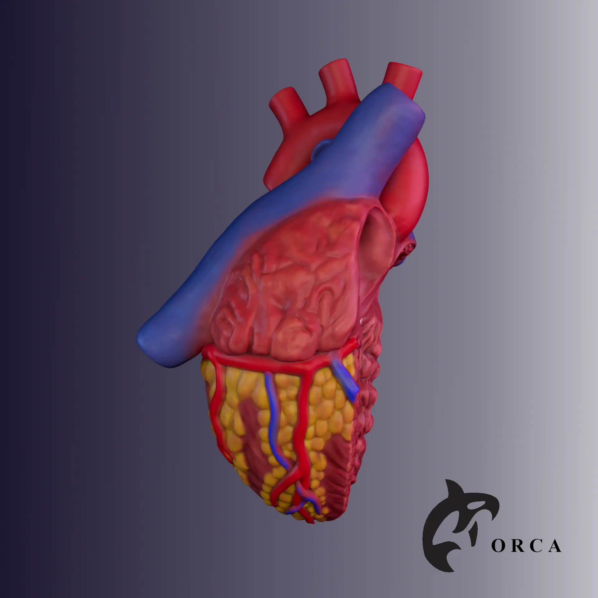 SEZIONE TRASVERSALE DEL CUORE UMANO STAMPA 3D