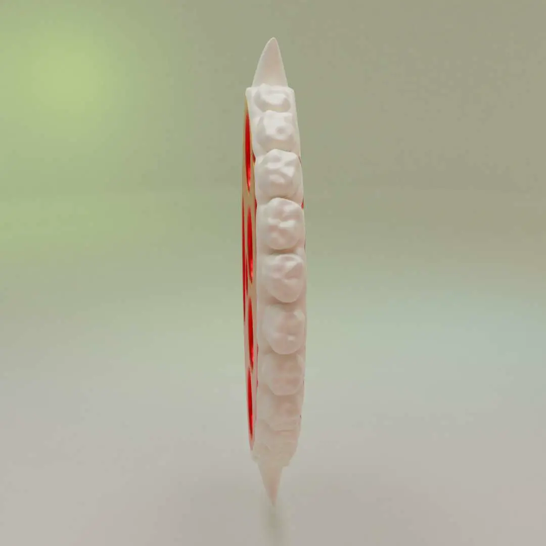 Teeth Knuckle