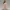 Roselyn Hart – Blush Lace Edition