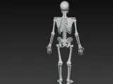 skeleton-2