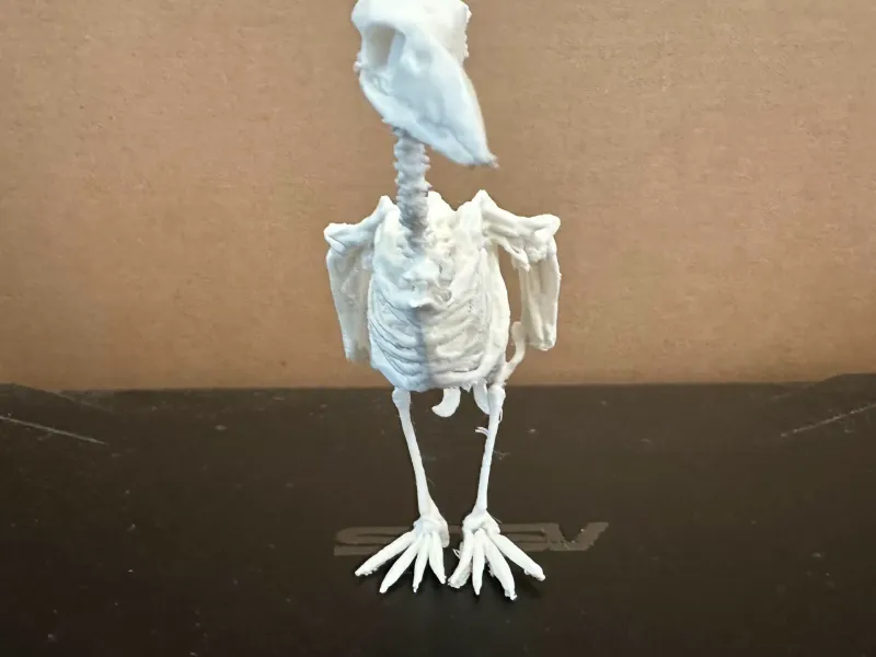 Esqueleto de Abutre 2