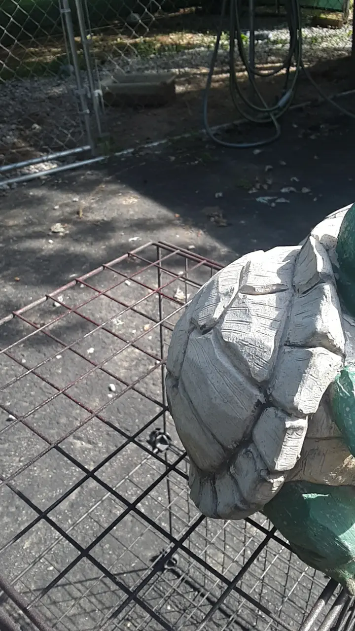 turtle