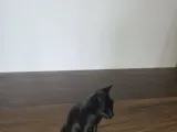 Cat Statue-3