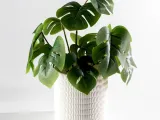 Helix ⬝ Planter-1