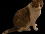 Ruby mi gatita doméstica -1