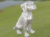 Dog Epagneul Breton-7