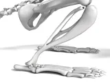 Rat_Skeleton – Realistic Detailed Rodent Bone Structure-7