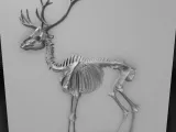 deer skeleton-0