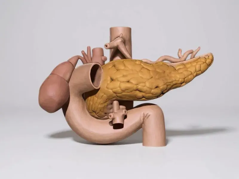 pancreas human anatomy organ