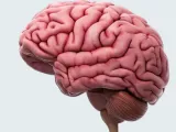 Modelo Anatômico: Cérebro Humano Detalhado-0