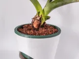 pooot-0