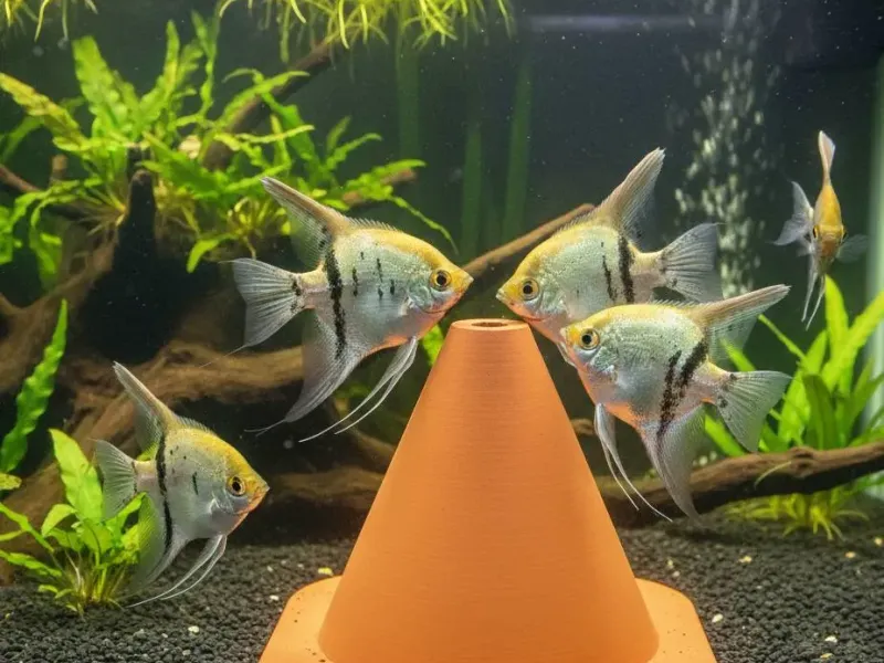 Breeding Cone for Angel/Discus fishes Aquarium toys
