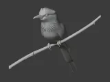 Ground Roller Bird-1