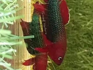 Phils betta