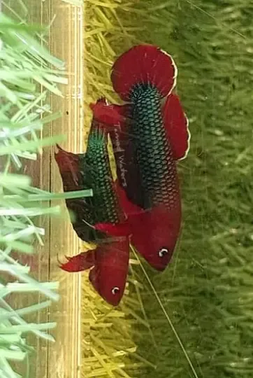 Phils betta