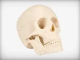 Human Skull-0