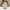 Premium Christmas Decor: Penguin Statue Holding Star