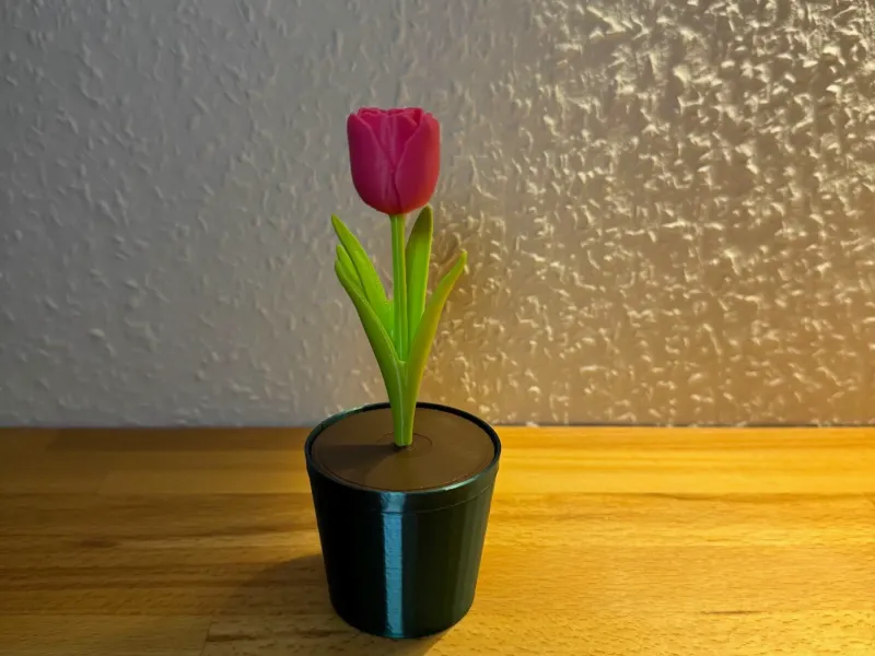 Tulipe