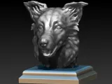 BORDER COLLIE HEAD-4