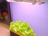 Hydroponic Planter (Dual Size), F&F Grid-Style Hydroponic Planter (Dual Size)-5
