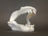 Great White Skull-0