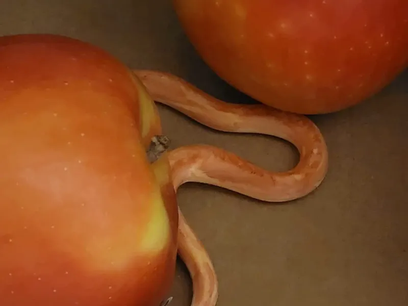 Prank earthworm