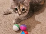 Easy Print Cat Balls! use up your extra scraps! only 13g per-1